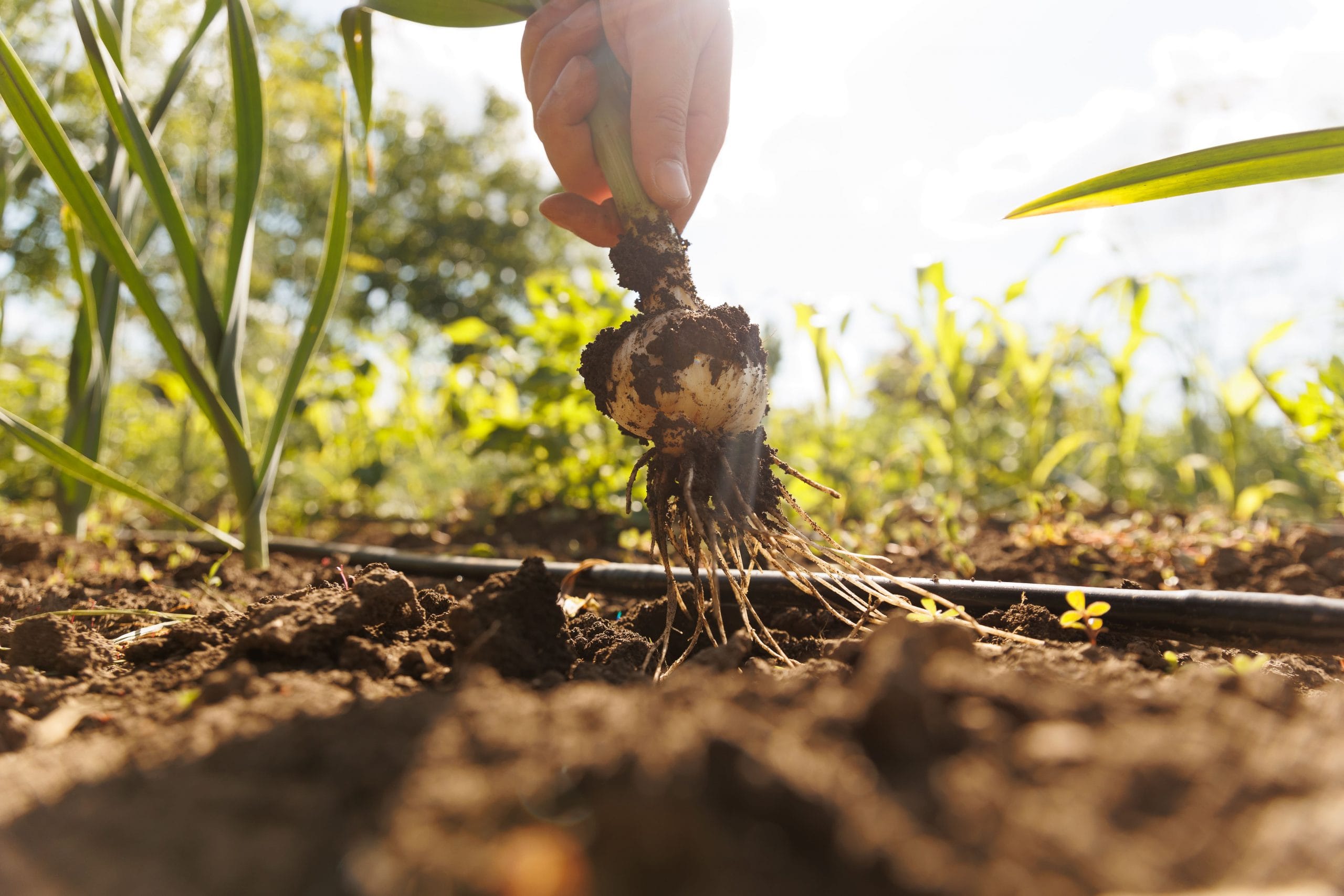 crop-man-hand-harvesting-onion-on-sunny-day-2023-11-27-05-24-44-utc