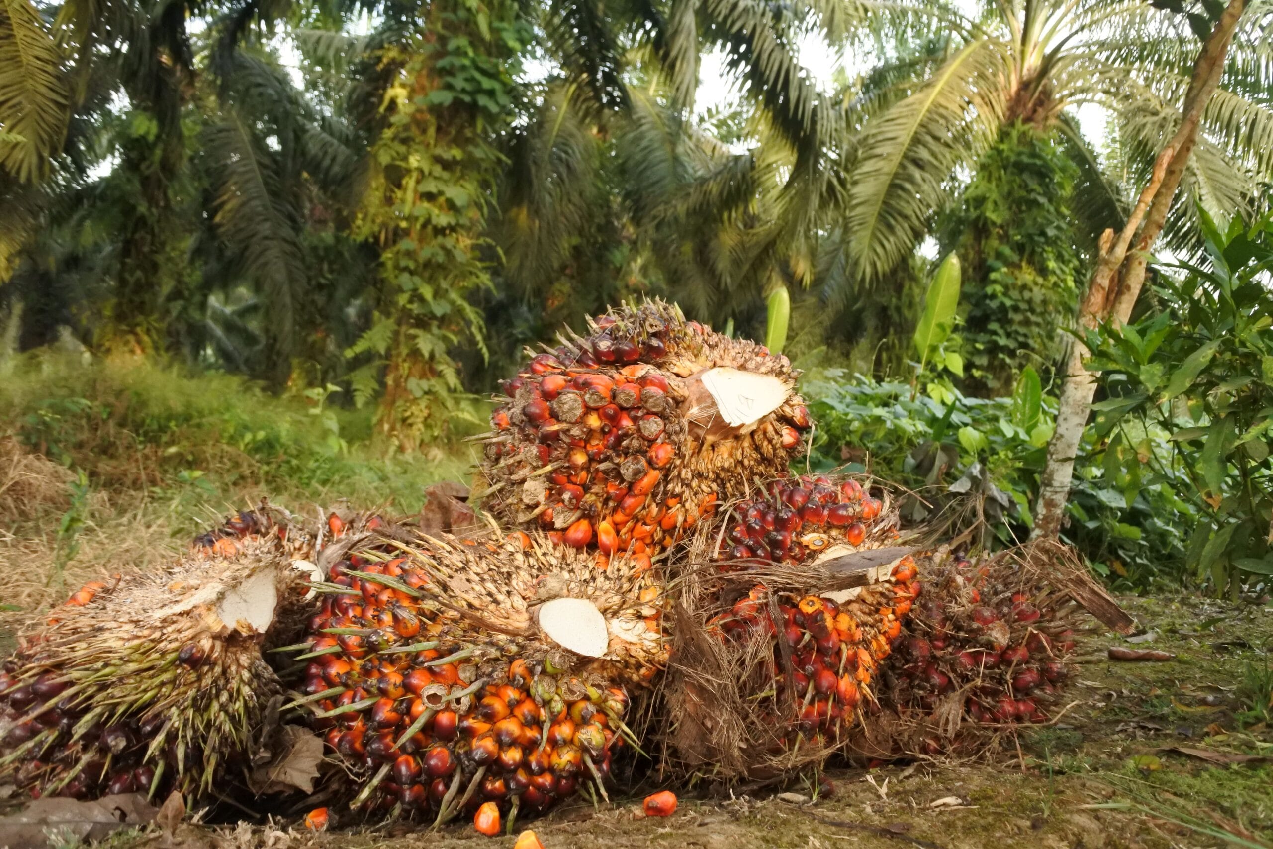 palm oil plantation